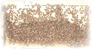 国産蜂蜜の巣枠と蜜蜂　