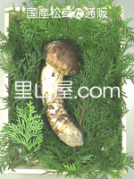 松茸の写真／つぼみ１本