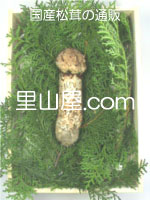 松茸の写真／つぼみ１本