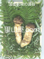 松茸の写真／つぼみ２本