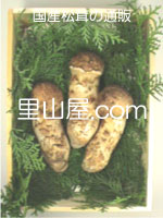 松茸の写真／つぼみ３本